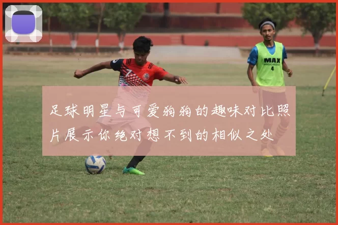 足球明星与可爱狗狗的趣味对比照片展示你绝对想不到的相似之处